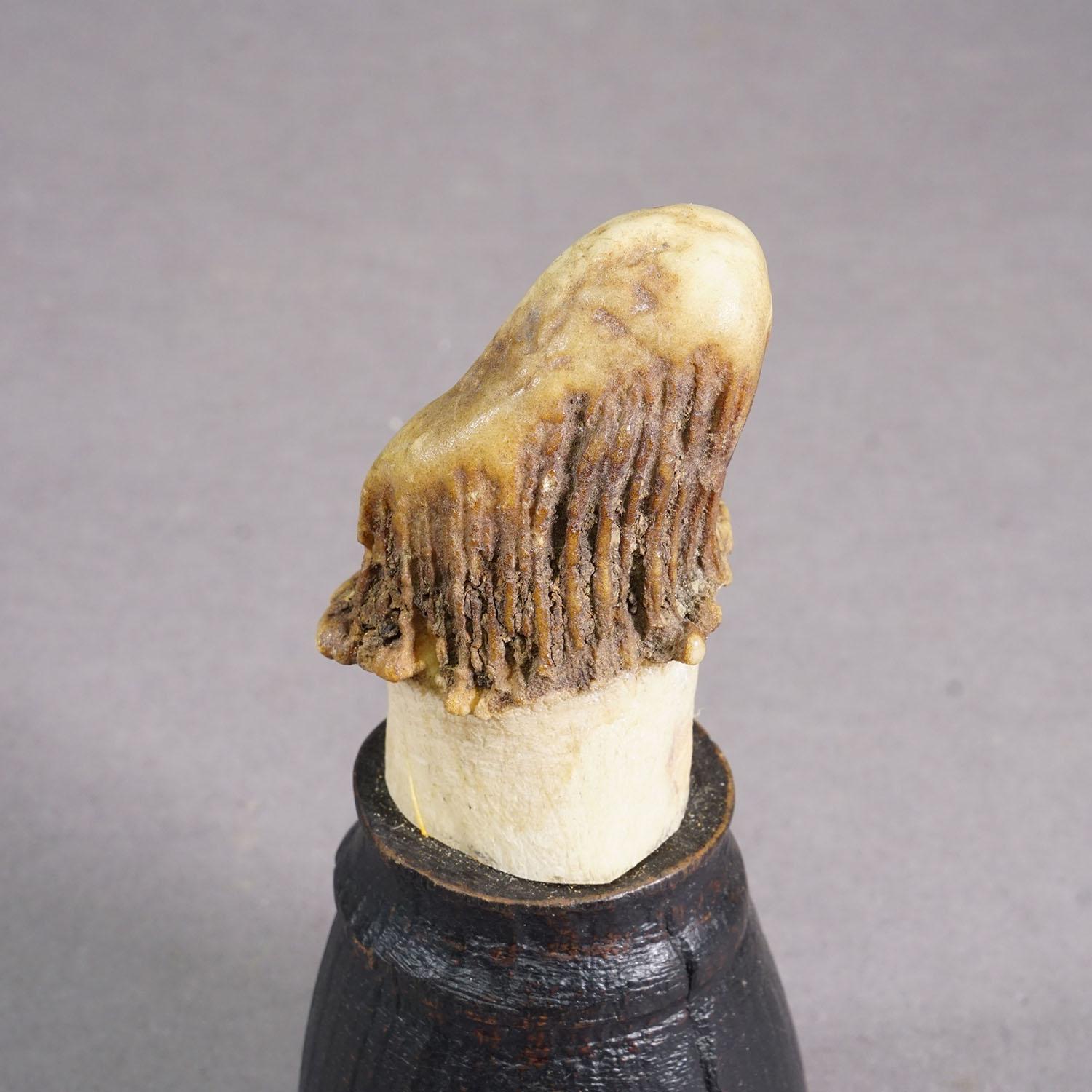 Allemand Ancienne paire de bois de cerf sur des supports en bois noir tourné, vers 1920 en vente