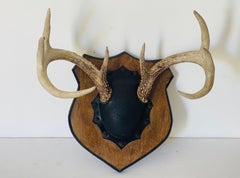 Antique Pair of Deer Antlers Trophy Mounted on Board