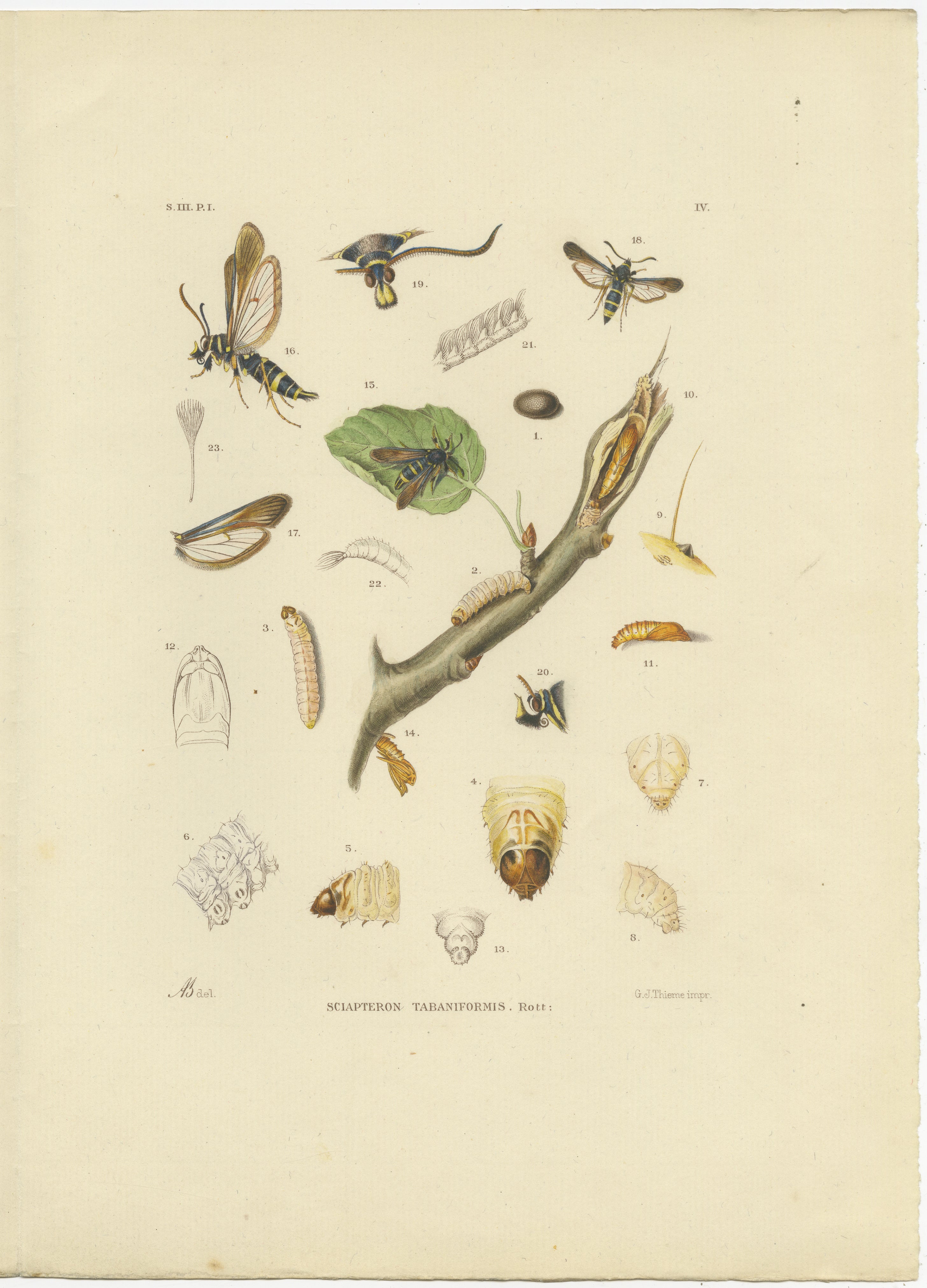 Antique Pair of Sciapteron Xystophora Moths, Hand-Colored by Sepp & Brants, 1906