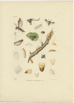 Antique Pair of Sciapteron Xystophora Moths, Hand-Colored by Sepp & Brants, 1906