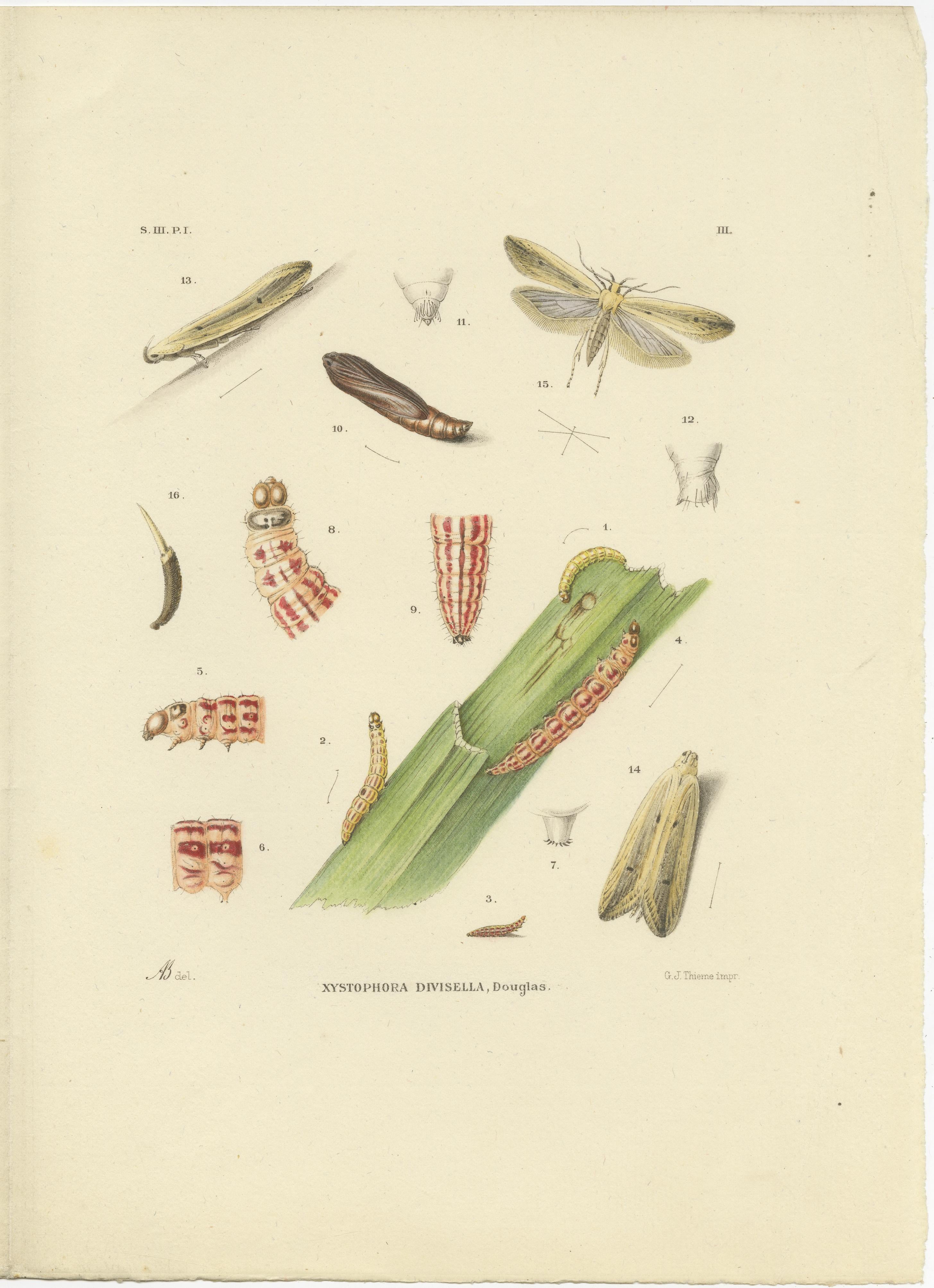 Antique Pair of Sciapteron Xystophora Moths, Hand-Colored by Sepp & Brants, 1906