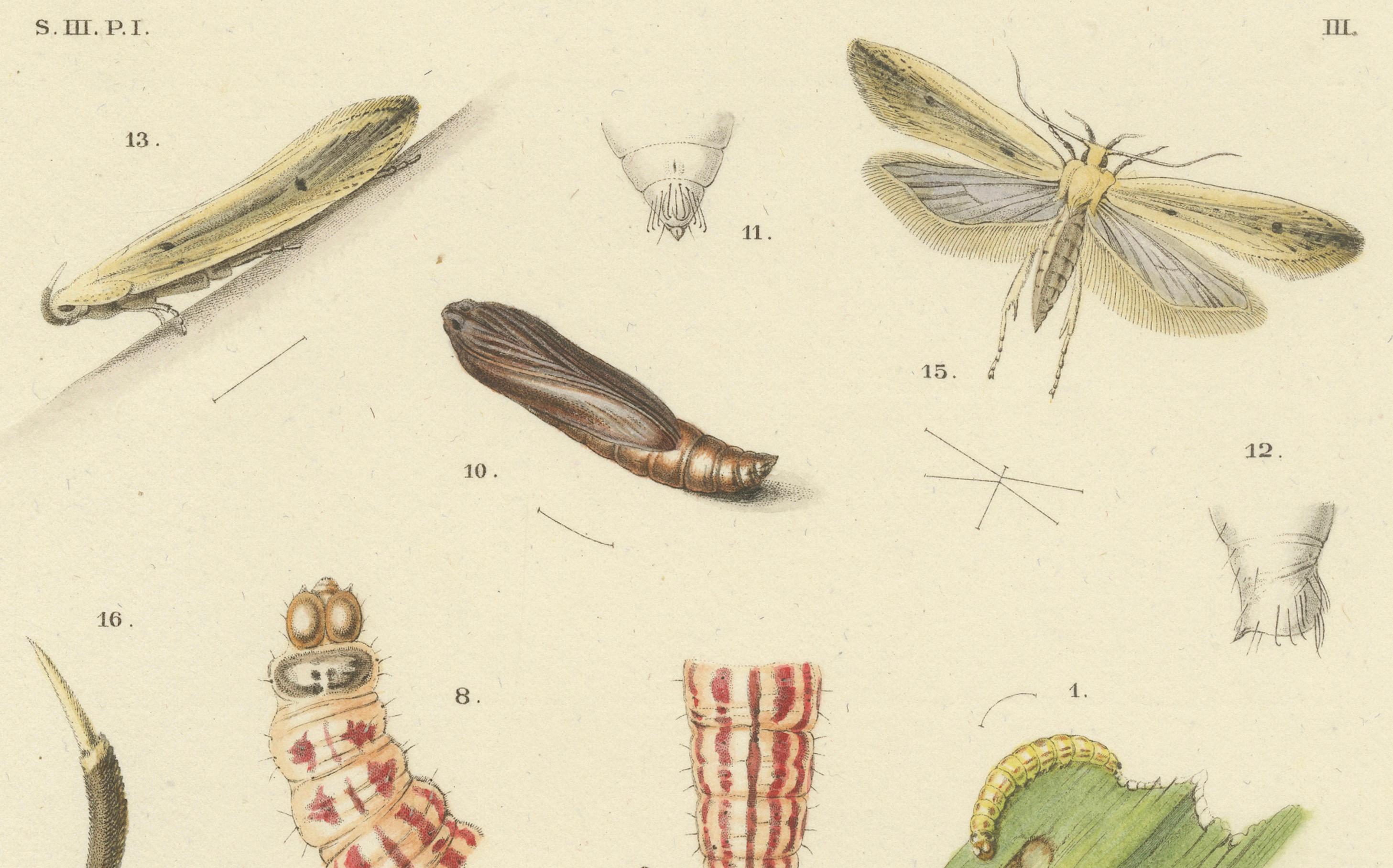 Antique Pair of Sciapteron Xystophora Moths, Hand-Colored by Sepp & Brants, 1906