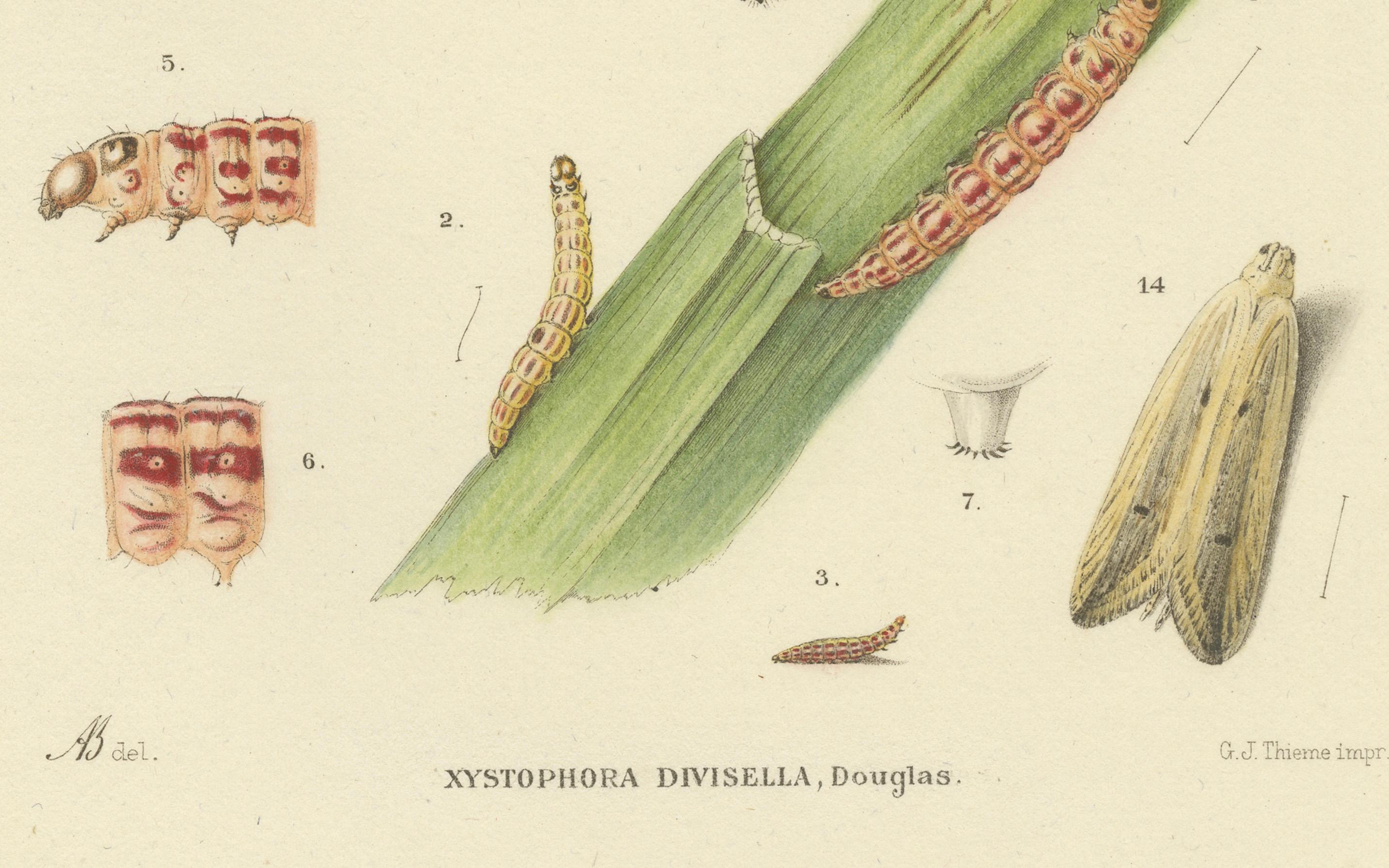 Antique Pair of Sciapteron Xystophora Moths, Hand-Colored by Sepp & Brants, 1906