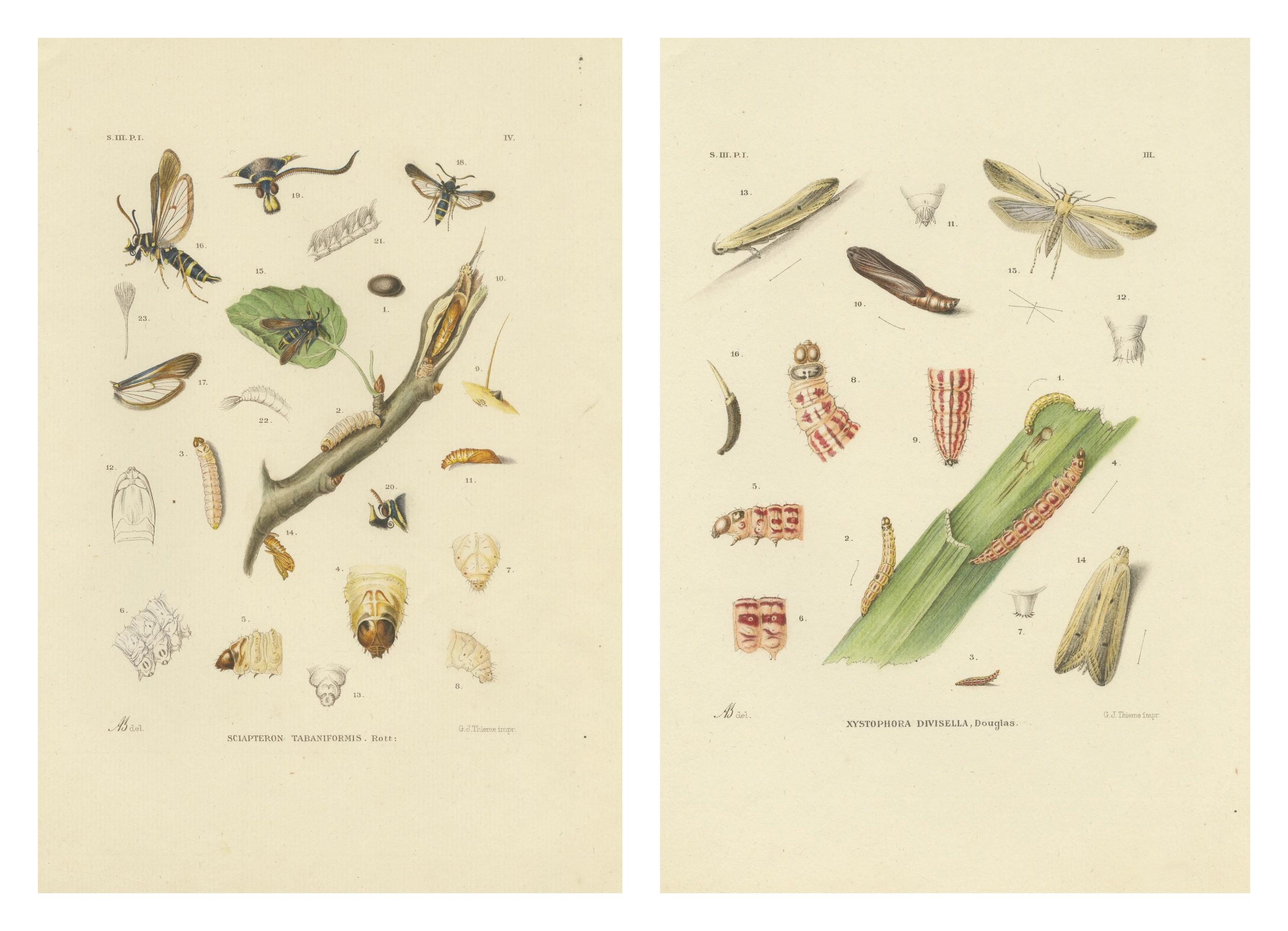 Antique Pair of Sciapteron Xystophora Moths, Hand-Colored by Sepp & Brants, 1906
