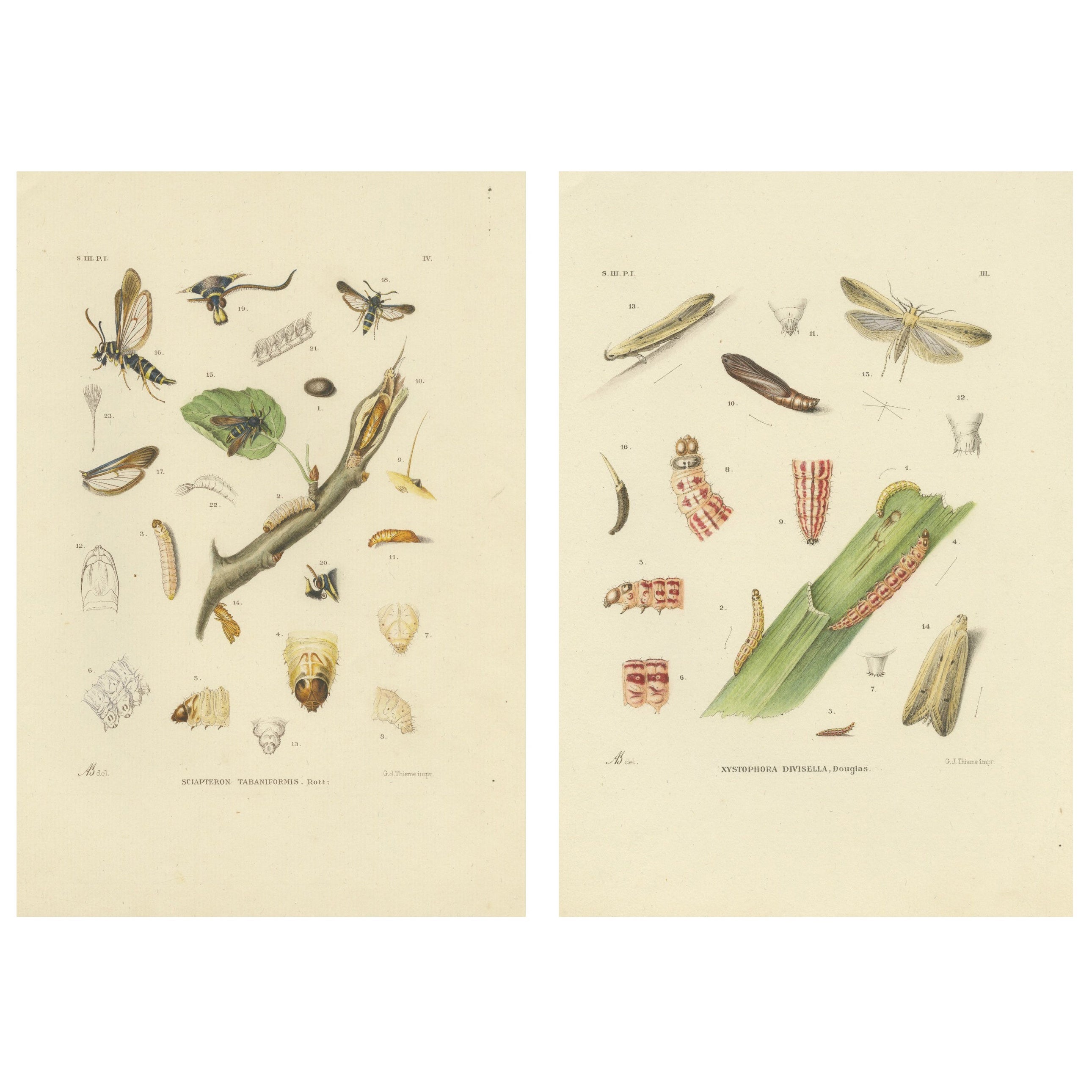 Antikes Paar von Sciapteron Xystophora Motten, handkoloriert von Sepp
Brants, 1906