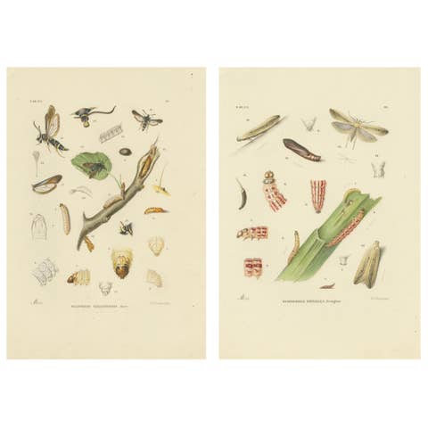 Antique Pair of Sciapteron Xystophora Moths, Hand-Colored by Sepp & Brants, 1906
