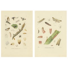 Antikes Paar von Sciapteron Xystophora Motten, handkoloriert von Sepp
Brants, 1906