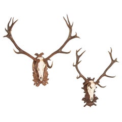 Antique Pair of Stag Antlers on Carved Black Forrest Mounts
