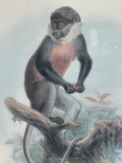 Antique Pair of Zoological Monkey Macacus Chromolithographs