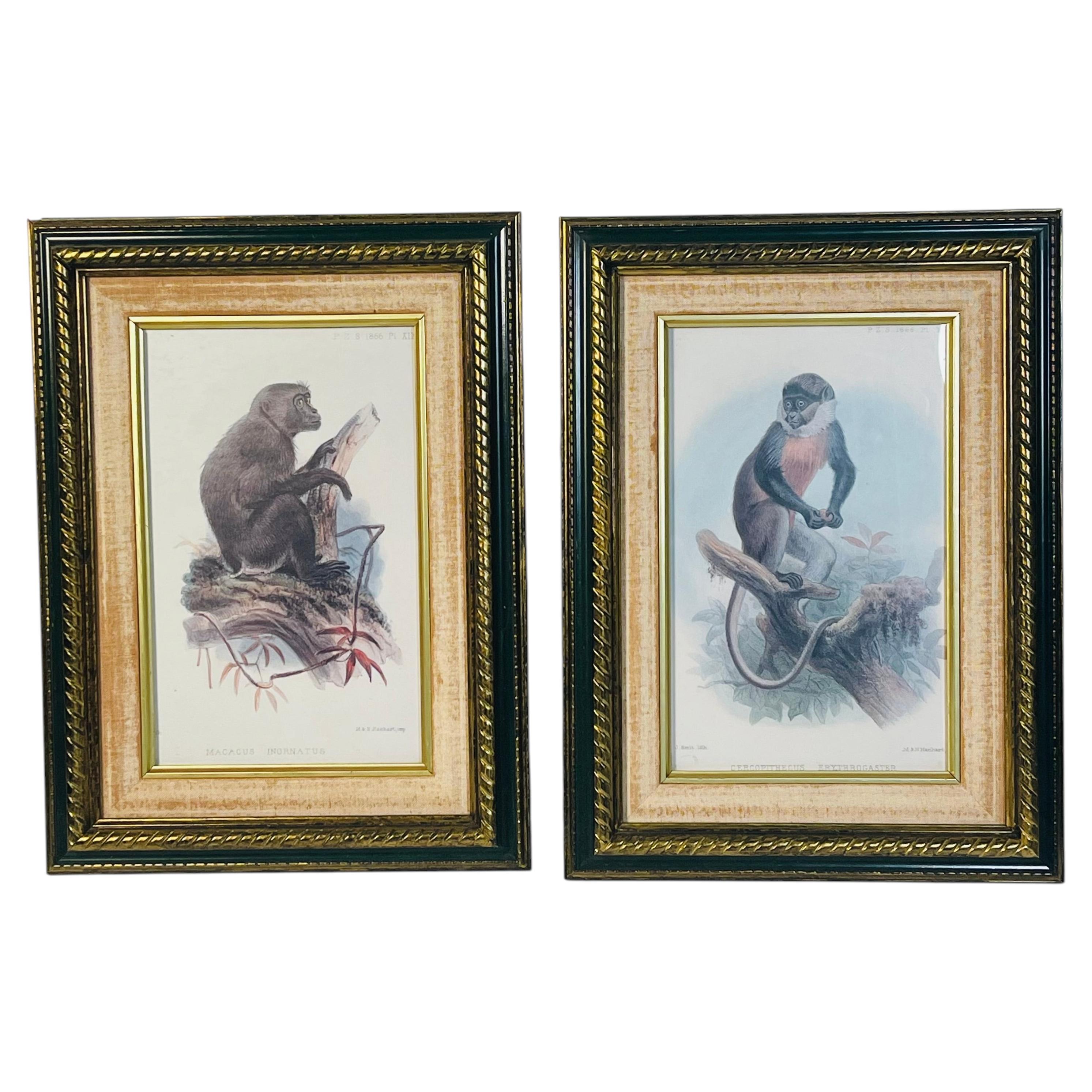 Antique Pair of Zoological Monkey Macacus Chromolithographs For Sale