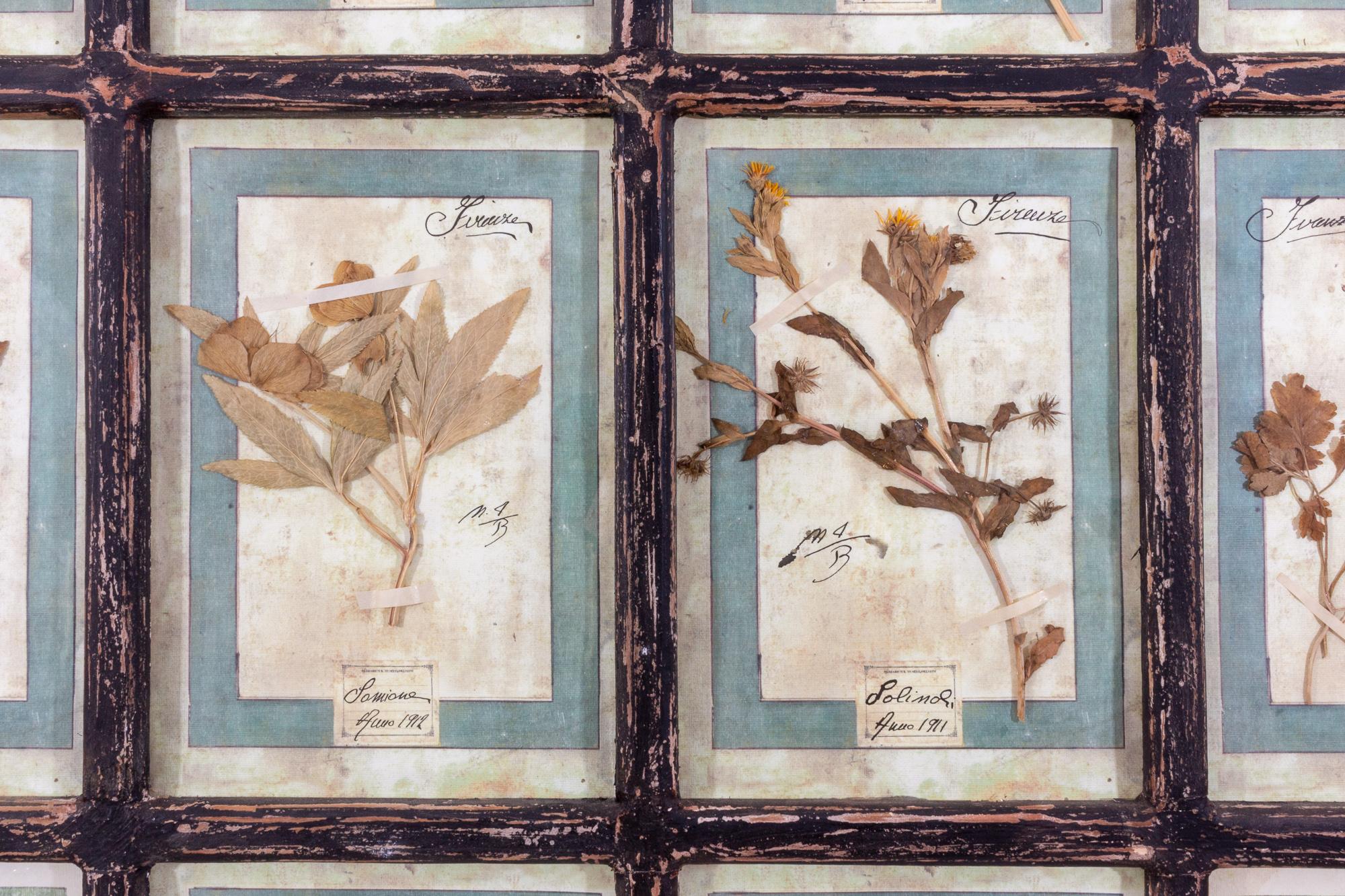 Antique Pairing of Framed Italian Dried Botanicals, circa 1901-1912 7