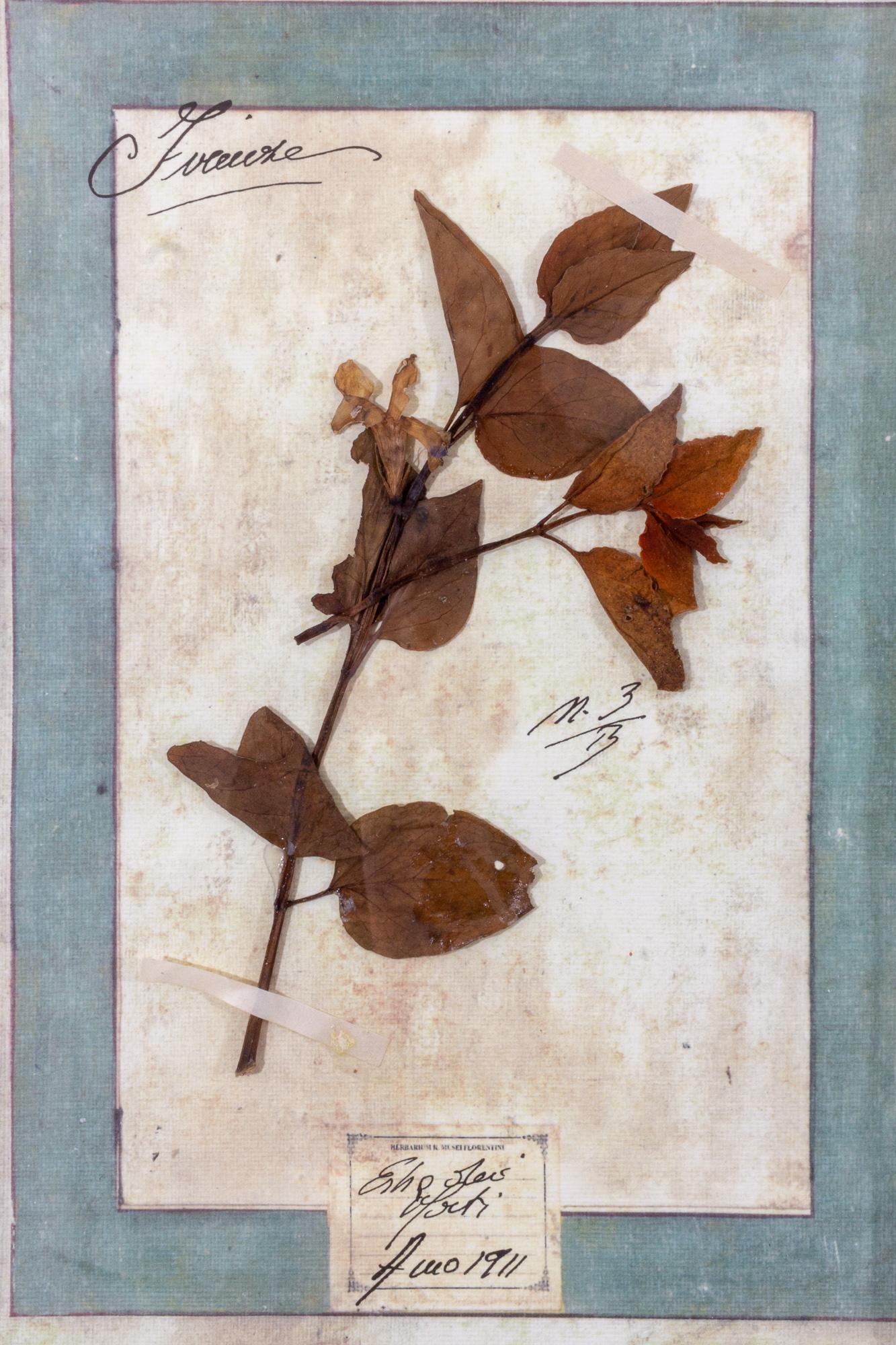 Antique Pairing of Framed Italian Dried Botanicals, circa 1901-1912 8