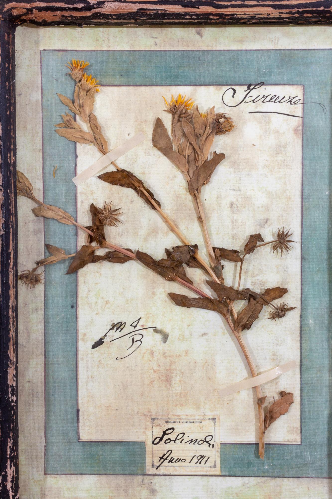 Antique Pairing of Framed Italian Dried Botanicals, circa 1901-1912 9