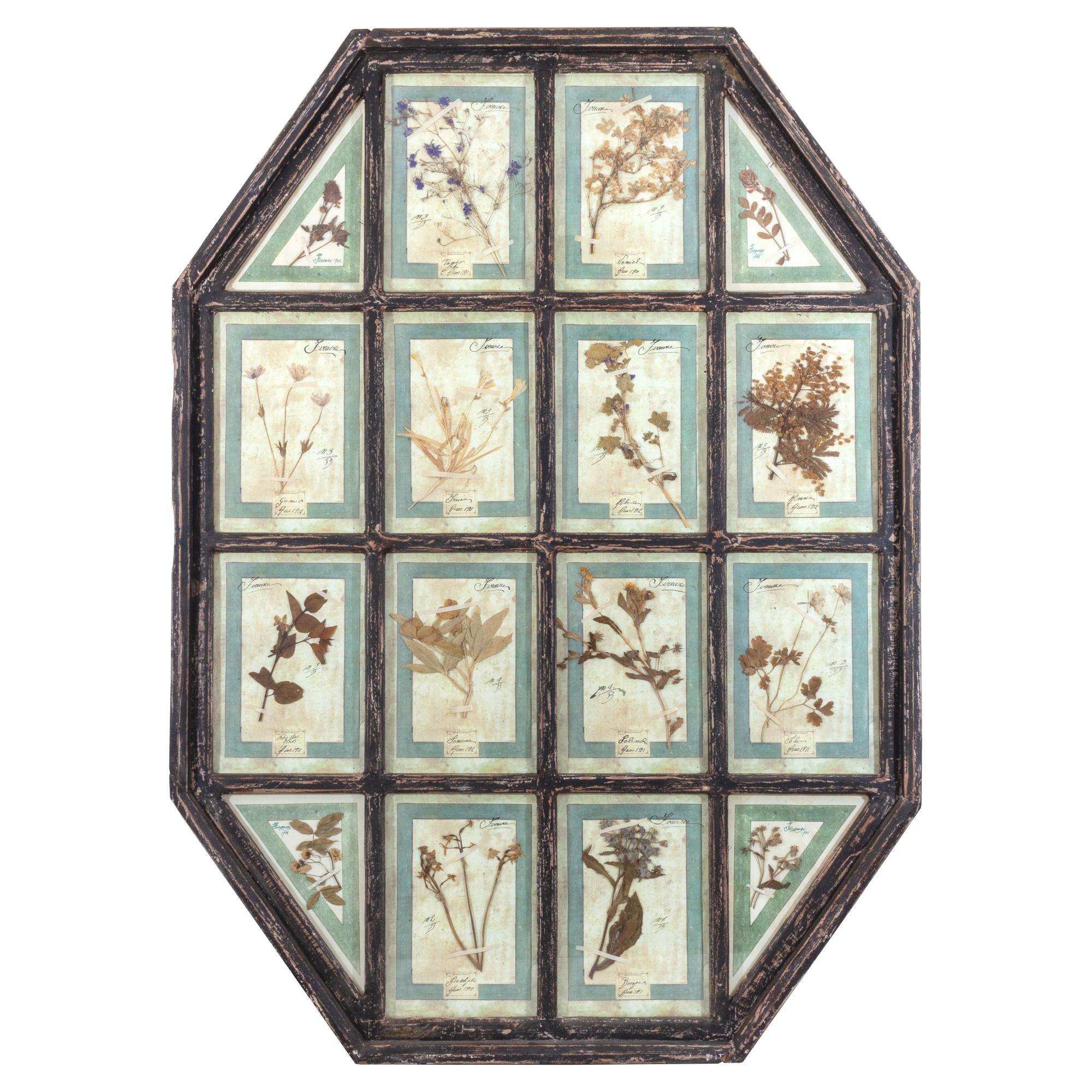 Antique Pairing of Framed Italian Dried Botanicals, circa 1901-1912 In Good Condition In Houston, TX