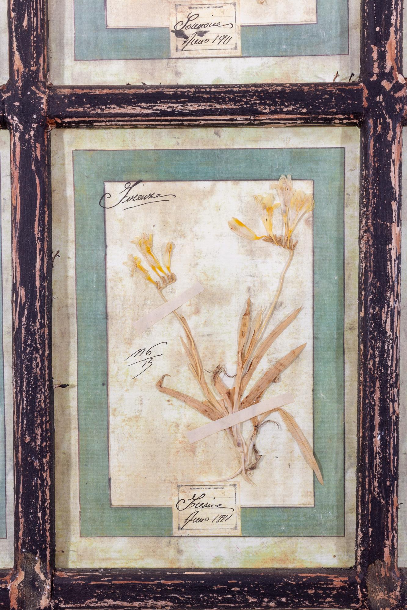 Early 20th Century Antique Pairing of Framed Italian Dried Botanicals, circa 1901-1912