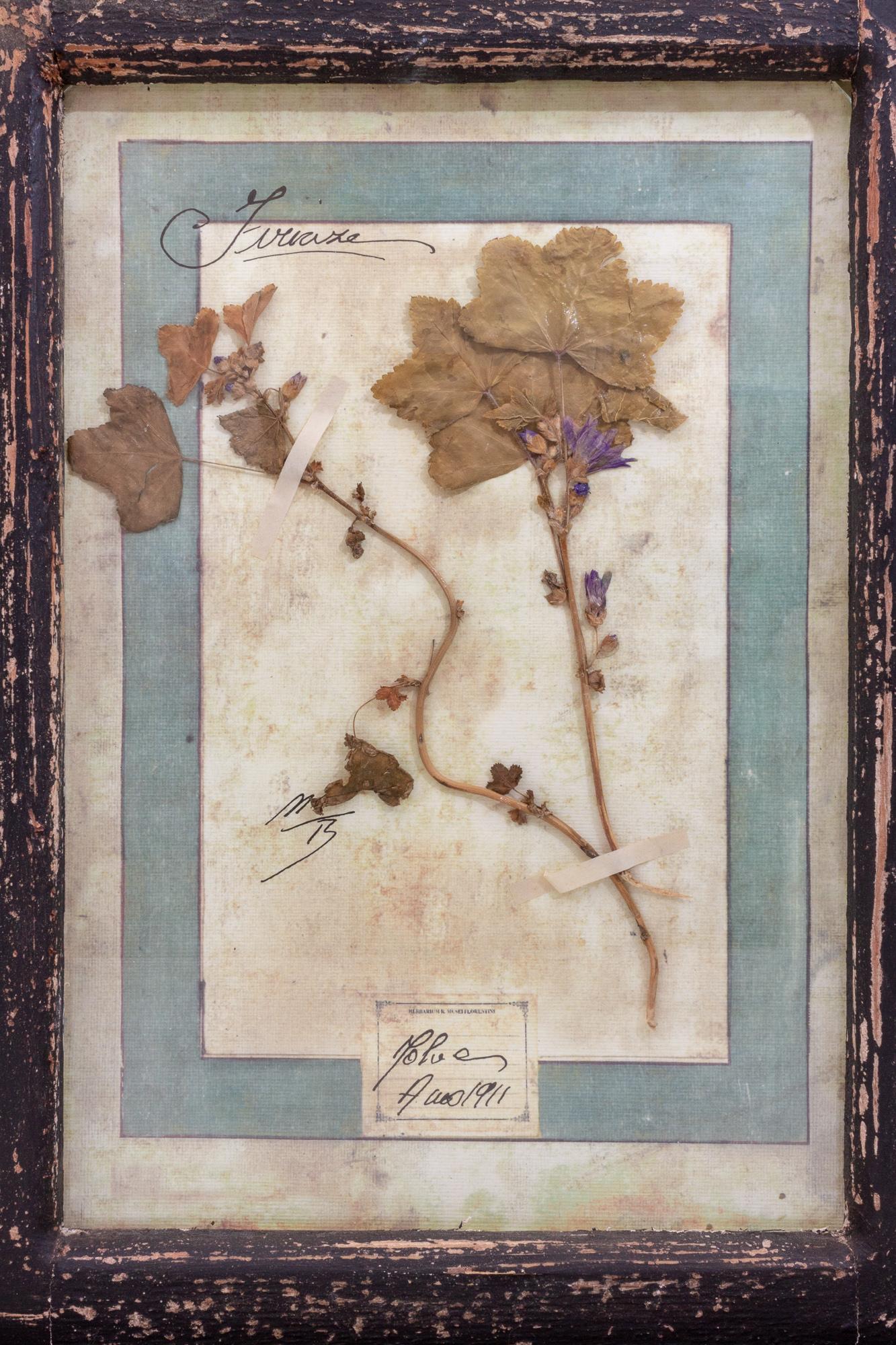 Antique Pairing of Framed Italian Dried Botanicals, circa 1901-1912 3