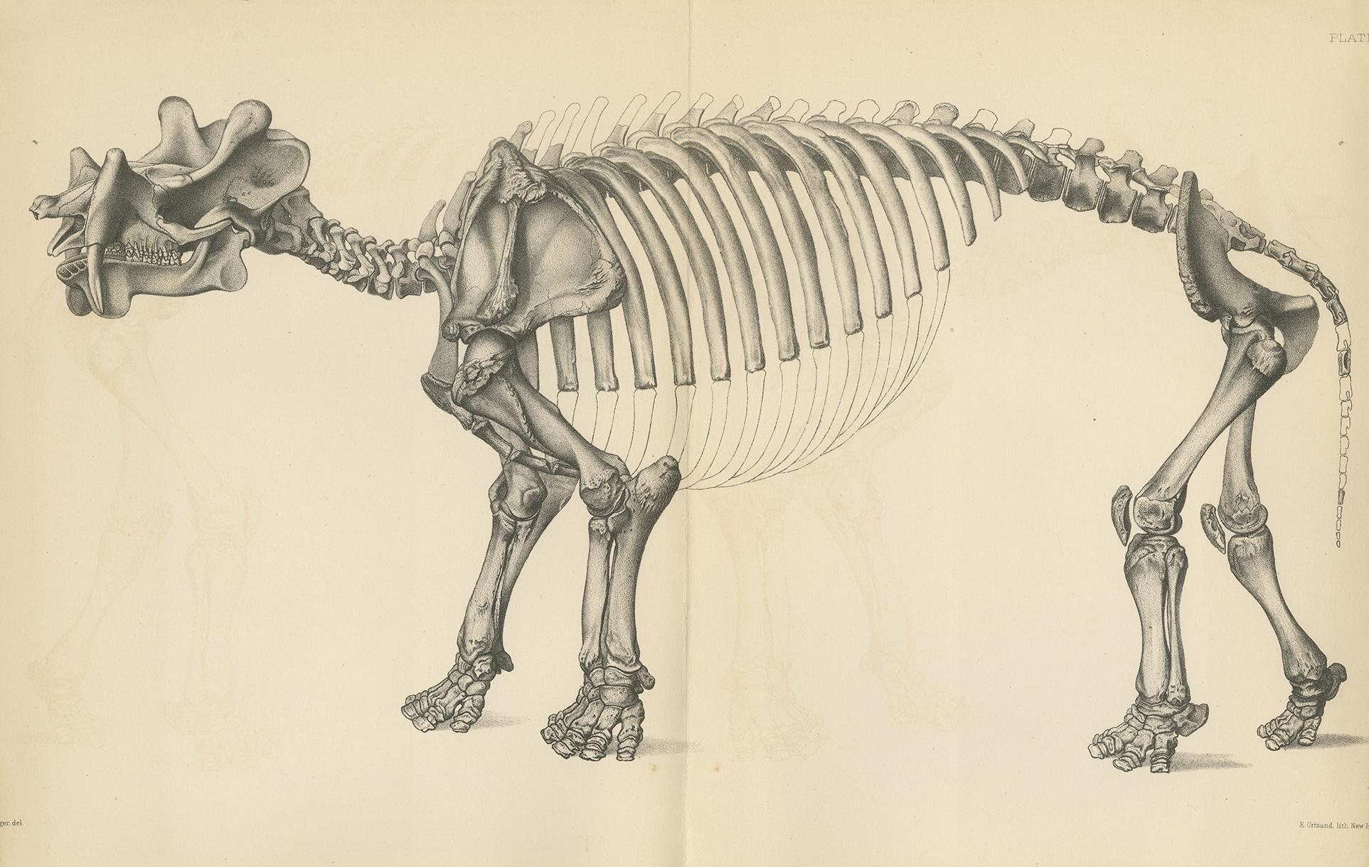 Antique print titled 'Dinoceras Mirabile'. Original lithograph of a Dinoceras Mirabile, an extinct genus of herbivorous mammal. This print originates from volume 10 of 'Monographs of the United States Geological Survey' by Othniel Charles Marsh.