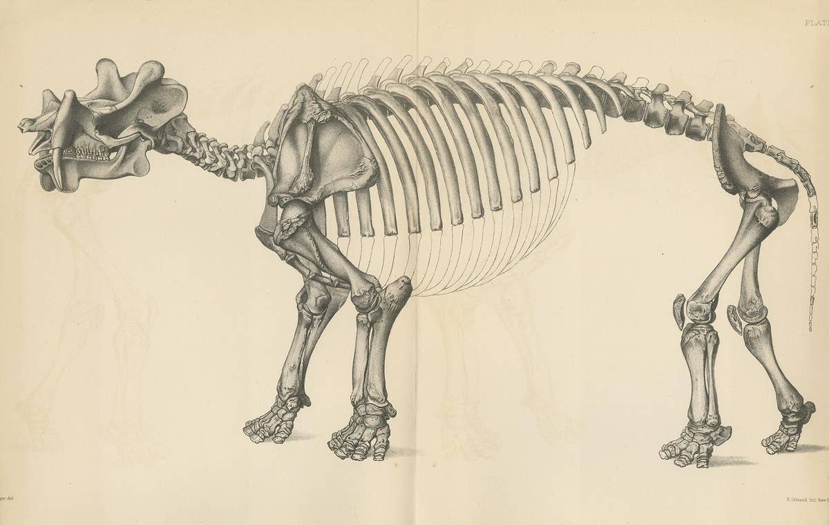 Antique Paleontology Print of a Dinoceras Mirabile by Marsh, 1886