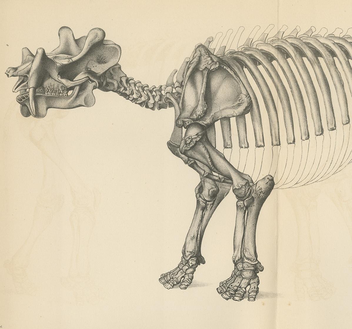 Impression ancienne de la paléontologie d'un Dinoceras Mirabile par Marsh, 1886 Bon état - En vente à Langweer, NL