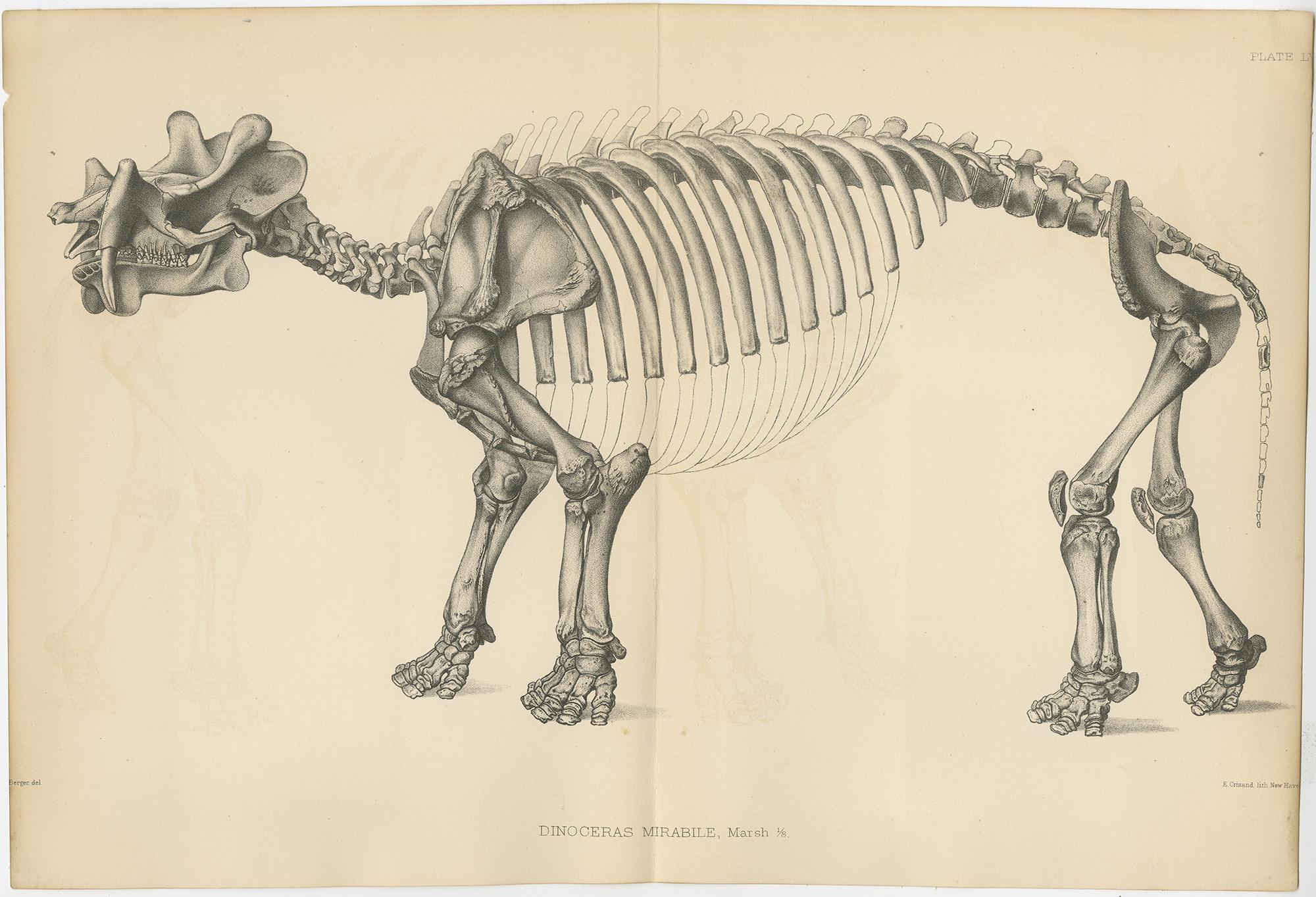 19th Century Antique Paleontology Print of a Dinoceras Mirabile by Marsh, 1886 For Sale