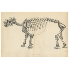 Antique Paleontology Print of a Dinoceras Mirabile by Marsh, 1886