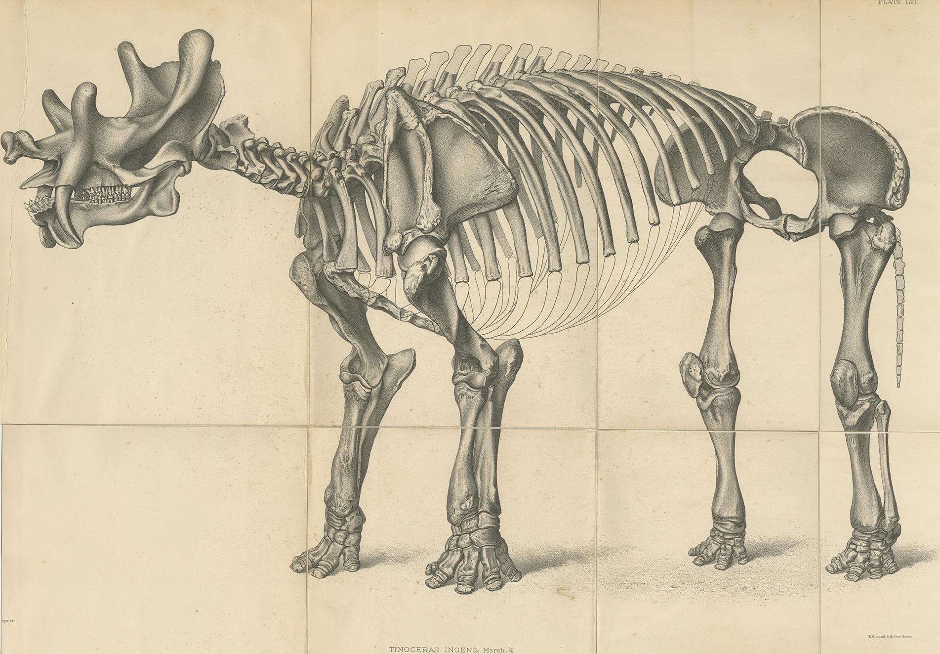 Antique print titled 'Tinoceras Ingens'. Original lithograph of a Tinoceras Ingens, a large extinct mammal. This print originates from volume 10 of 'Monographs of the United States Geological Survey' by Othniel Charles Marsh. Published 1886.