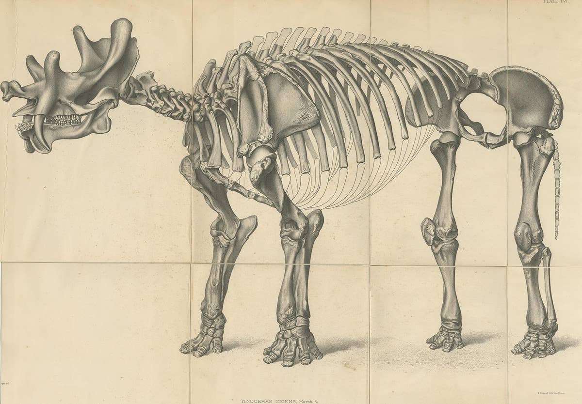 Antique Paleontology Print of a Tinoceras Ingens by Marsh '1886'