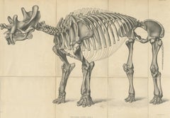 Antique Paleontology Print of a Tinoceras Ingens by Marsh '1886'