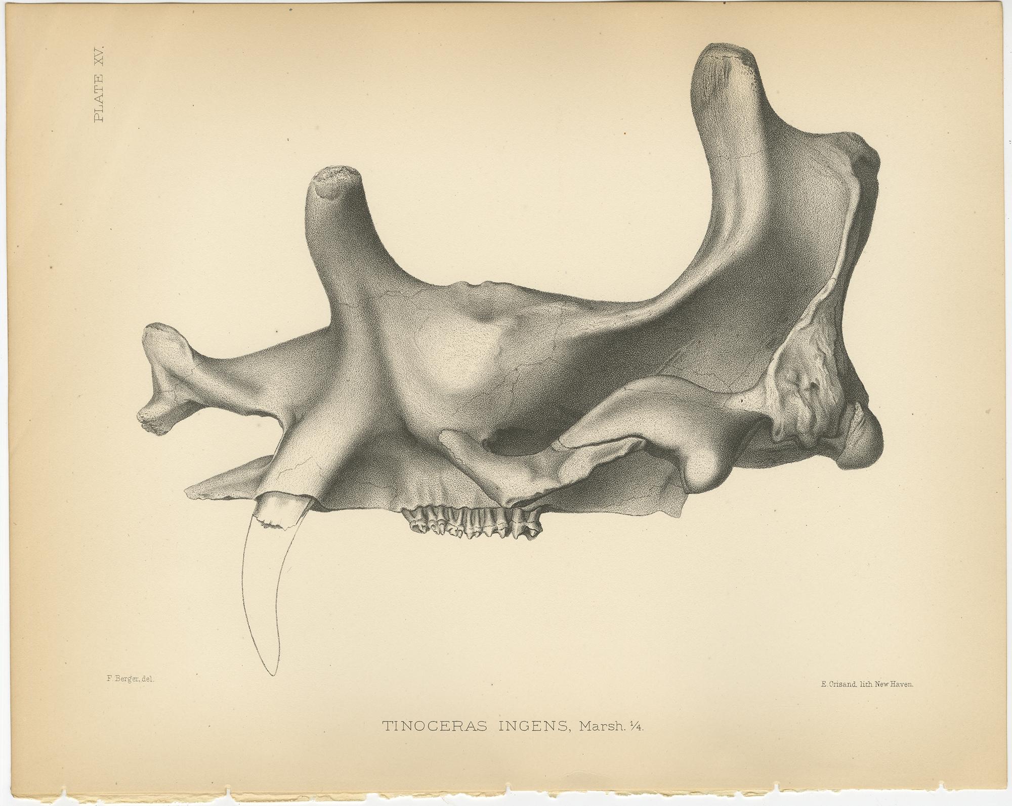Antique print titled 'Tinoceras Ingens'. Original lithograph of the skull and teeth of a Tinoceras Pugnax, a large extinct mammal. This print originates from volume 10 of 'Monographs of the United States Geological Survey' by Othniel Charles Marsh.