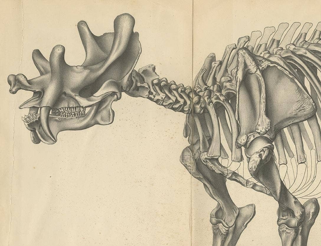Antique Paleontology Print of a Tinoceras Ingens by Marsh '1886'