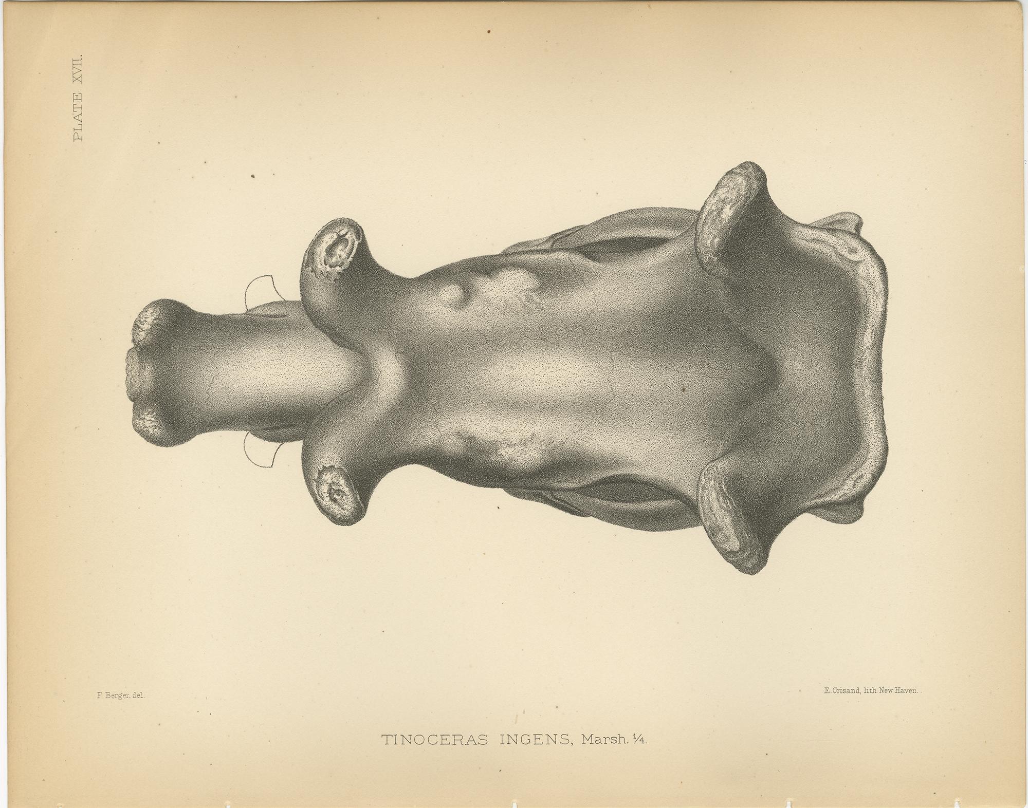 Antique Paleontology Print of a Tinoceras Ingens by Marsh, 1886 In Fair Condition For Sale In Langweer, NL