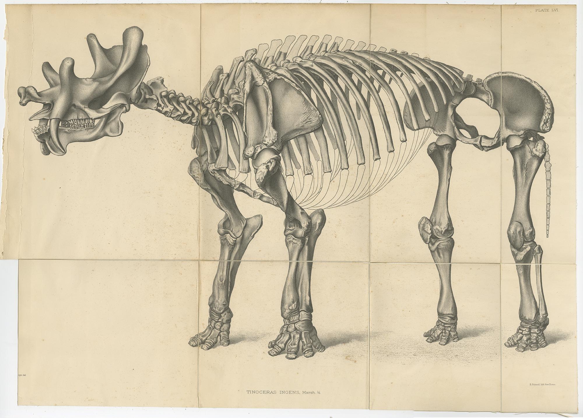 19th Century Antique Paleontology Print of a Tinoceras Ingens by Marsh '1886' For Sale