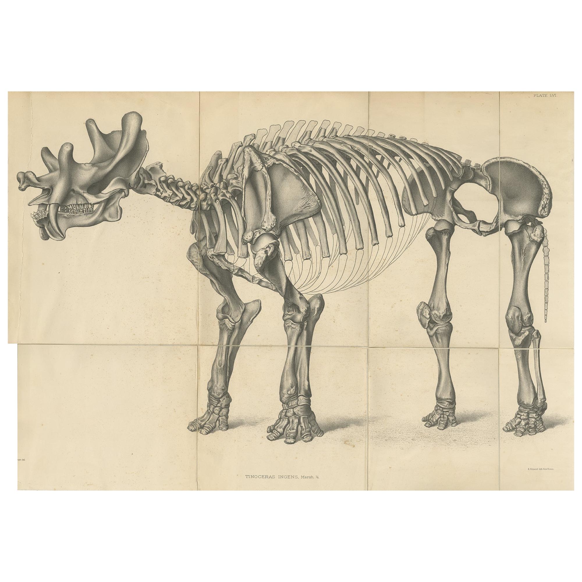 Antique Paleontology Print of a Tinoceras Ingens by Marsh '1886' For Sale