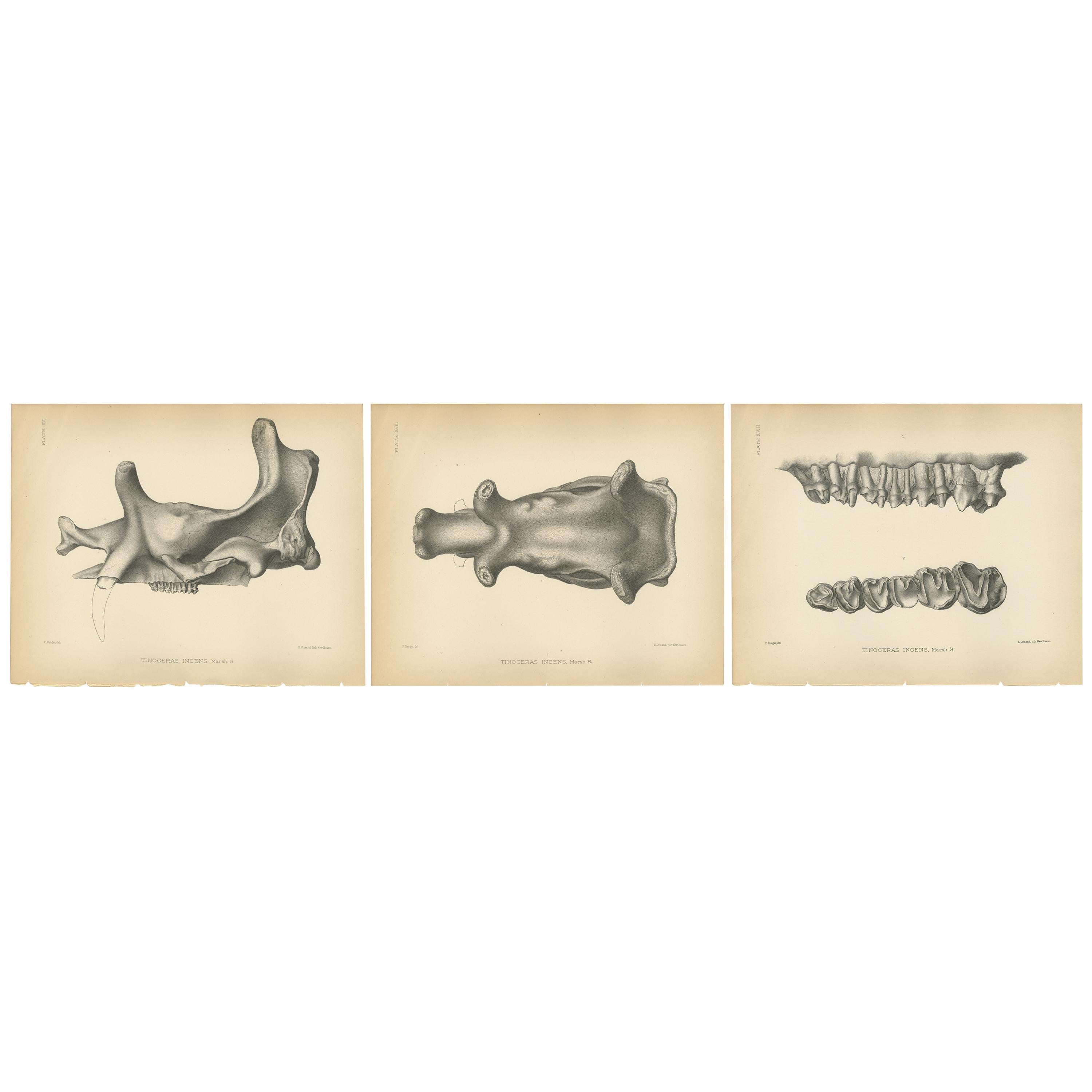 Antique Paleontology Print of a Tinoceras Ingens by Marsh, 1886 For Sale
