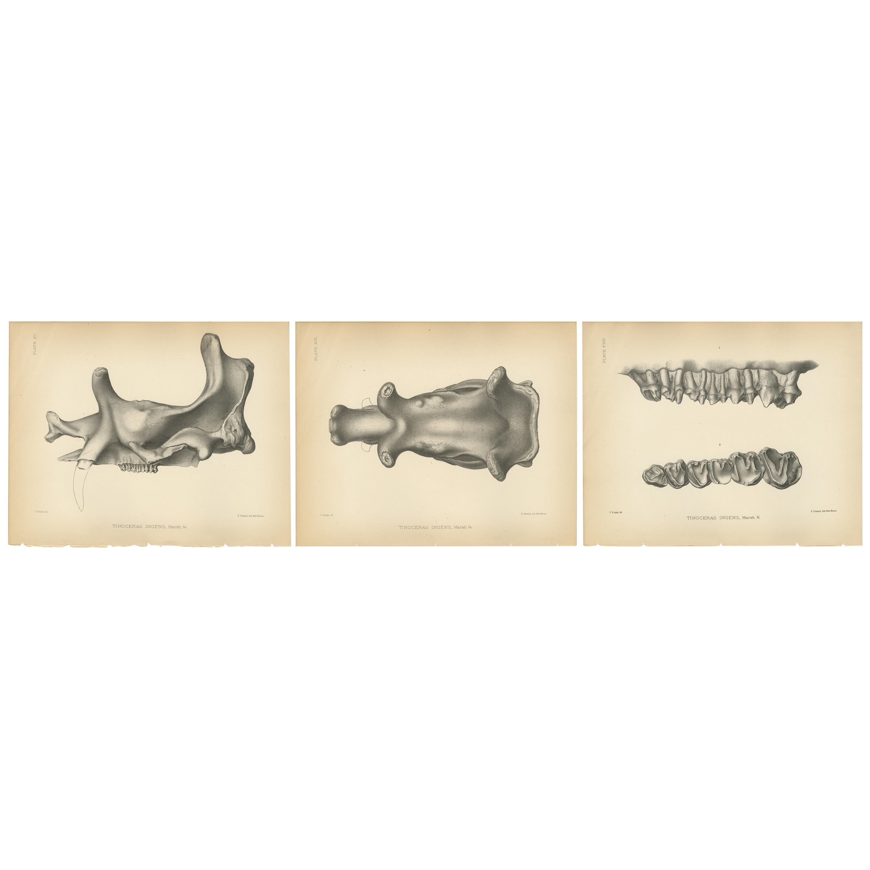 Stampa paleontologica antica di un Tinoceras Ingens di Marsh, 1886