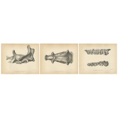 Antique Paleontology Print of a Tinoceras Ingens by Marsh, 1886