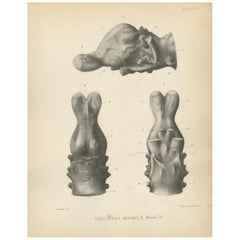 Antique Paleontology Print of the Brain Cast of a Dinoceras Mirabile by Marsh