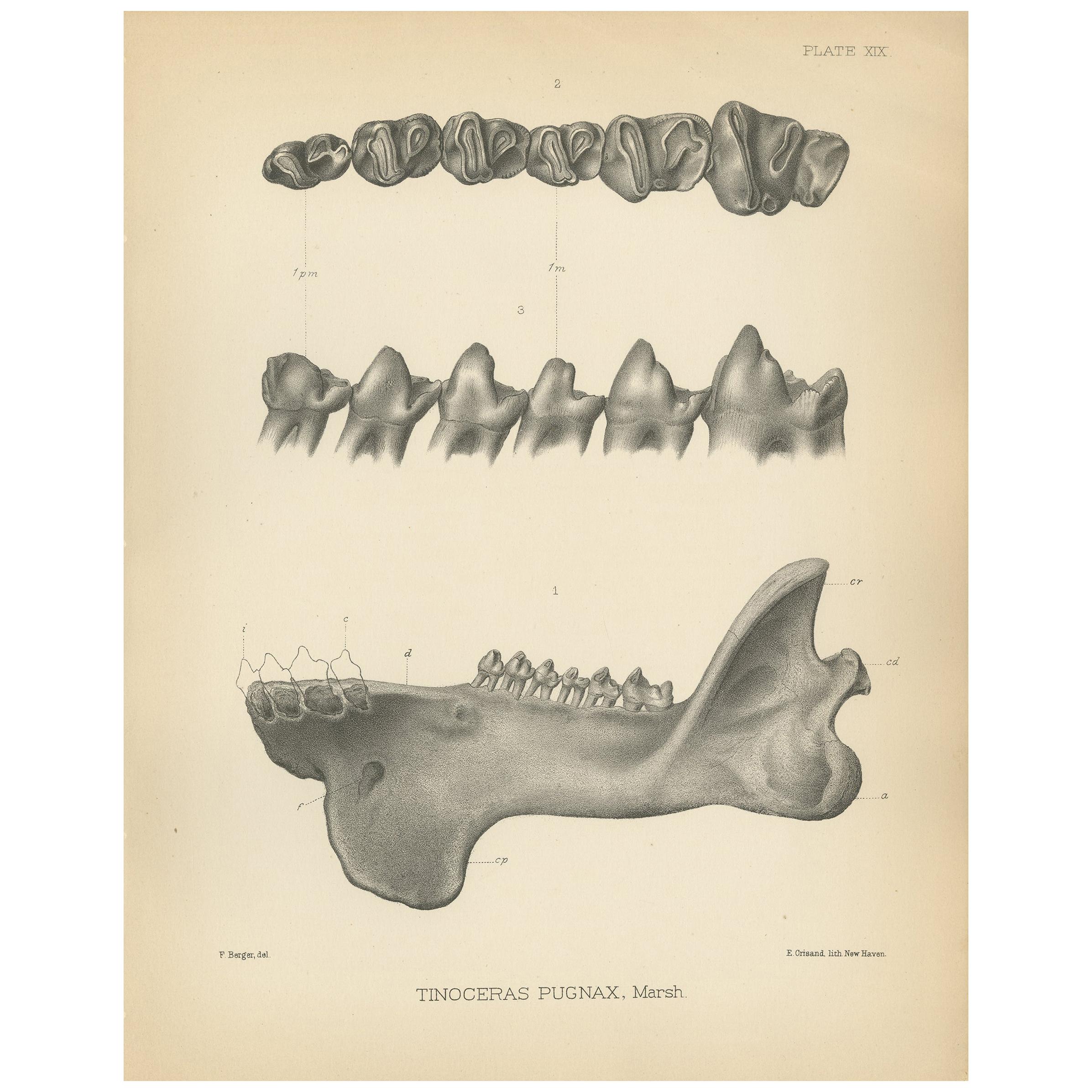 Antique Paleontology Print of the Jaw and Teeth of a Tinoceras Pugnax by Marsh For Sale