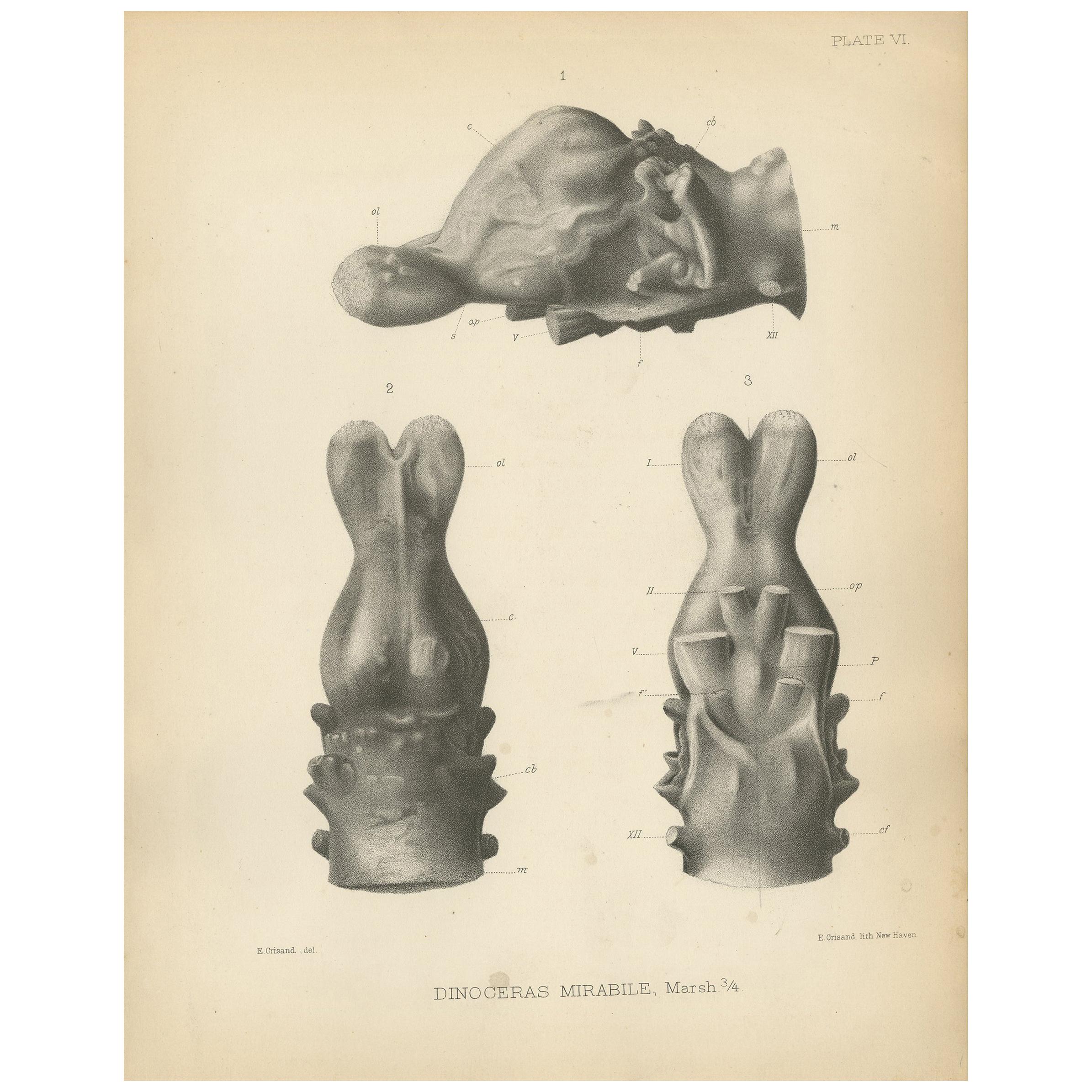 Antique Paleontology Print of the Skull of a Tinoceras Ingens by Marsh For Sale