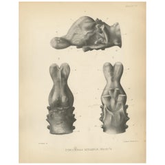 Stampa antica di paleontologia del cranio di un Tinoceras Ingens di Marsh