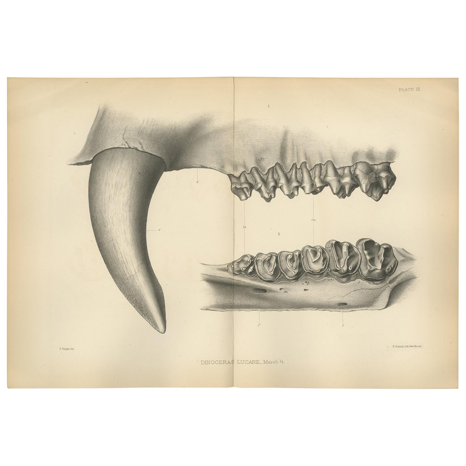 Antique Paleontology Print of the Teeth of a Dinoceras Lucare by Marsh For Sale