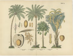 Antique Palm Tree Botanical Print, Exotic Tropical Plate, German Atlas 1885
