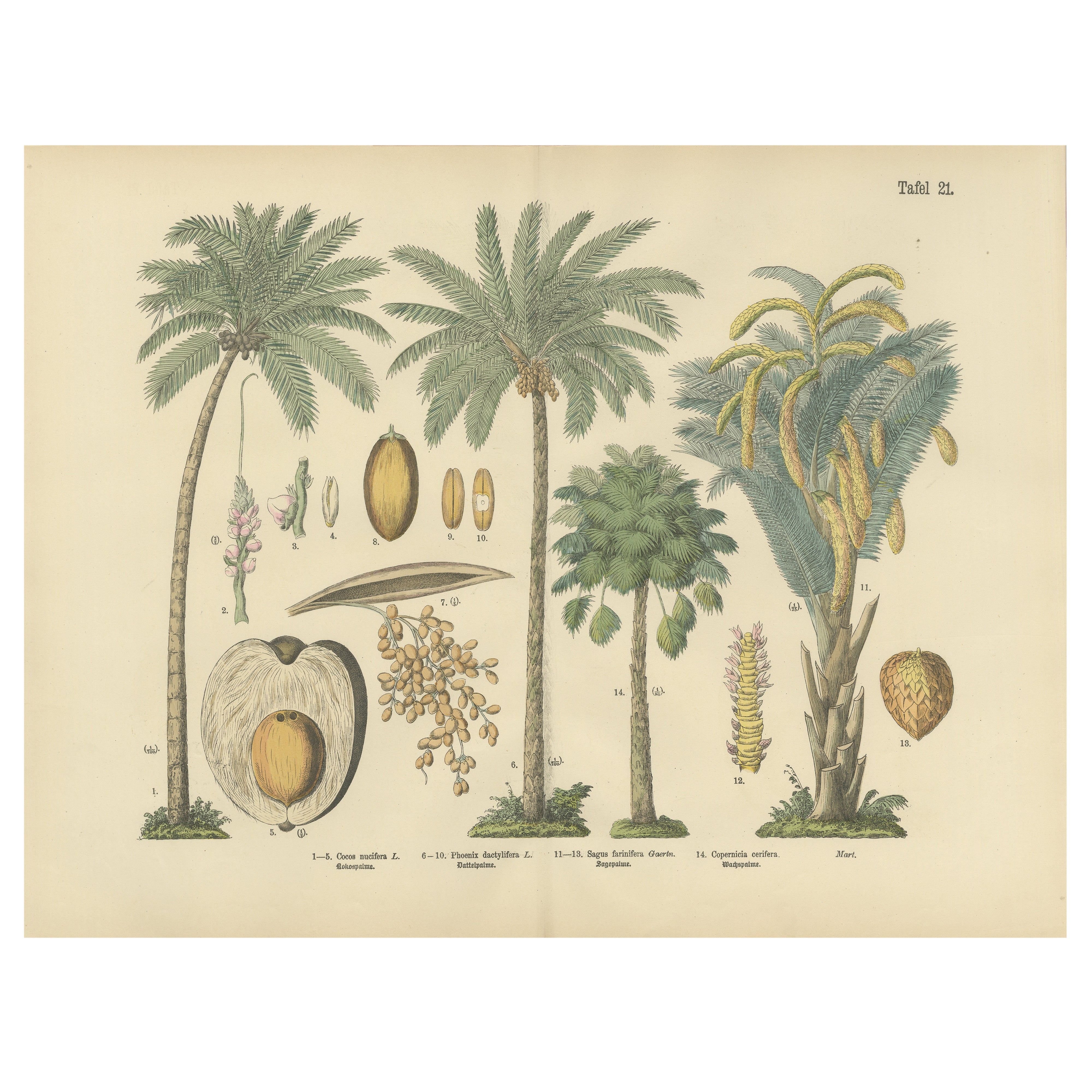 Gravure botanique ancienne sur palmier, assiette tropicale exotique, Atlas allemand 1885