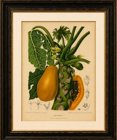 Antike botanische Chromolithografie einer Papaya von Hoola van Nooten, um 1880