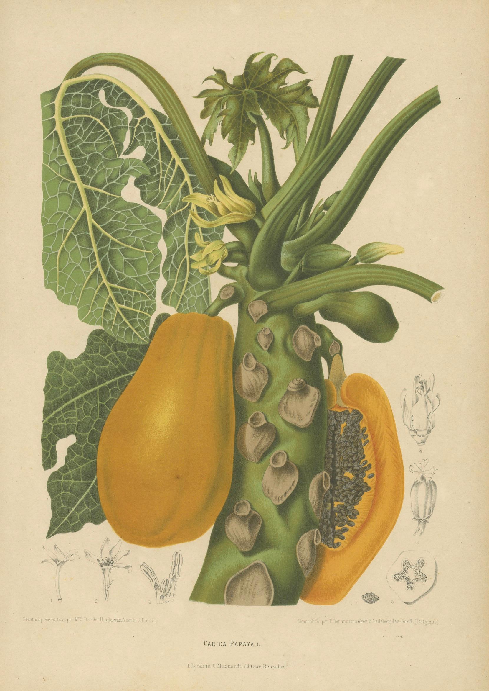 Antique Papaya Botanical Chromolithograph by Hoola van Nooten, c. 1880