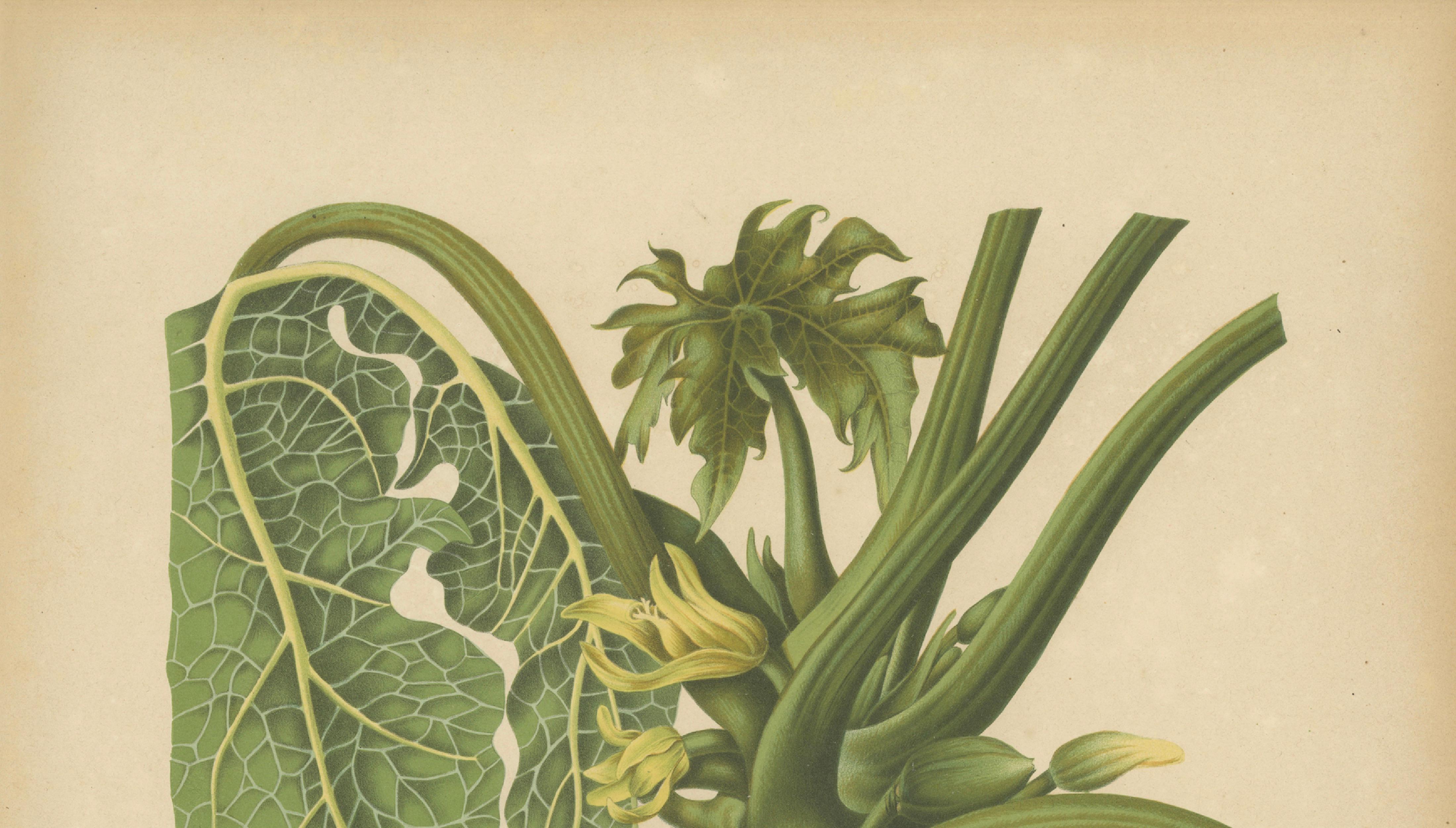 Antique Papaya Botanical Chromolithograph by Hoola van Nooten, c. 1880