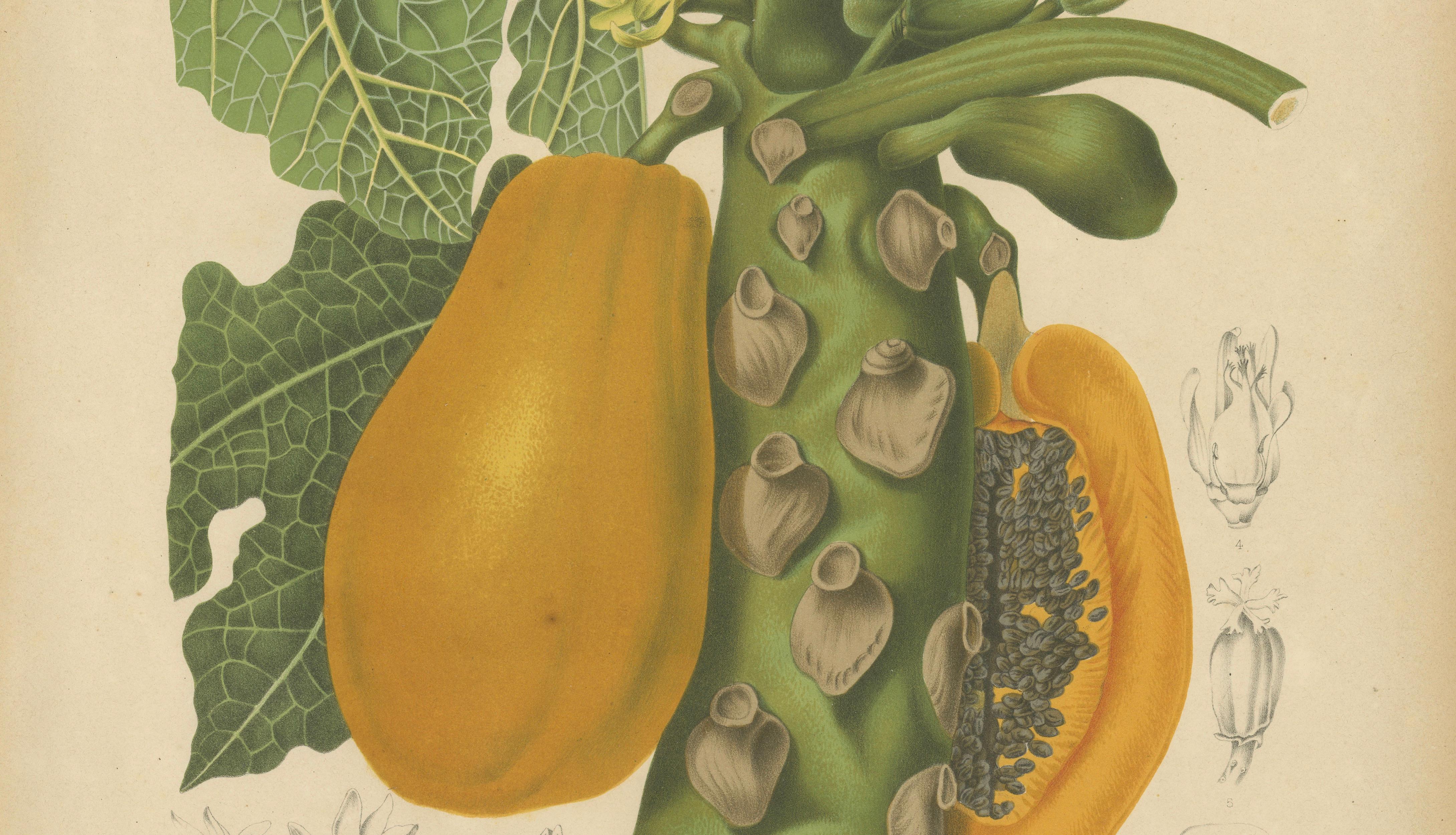 Antique Papaya Botanical Chromolithograph by Hoola van Nooten, c. 1880