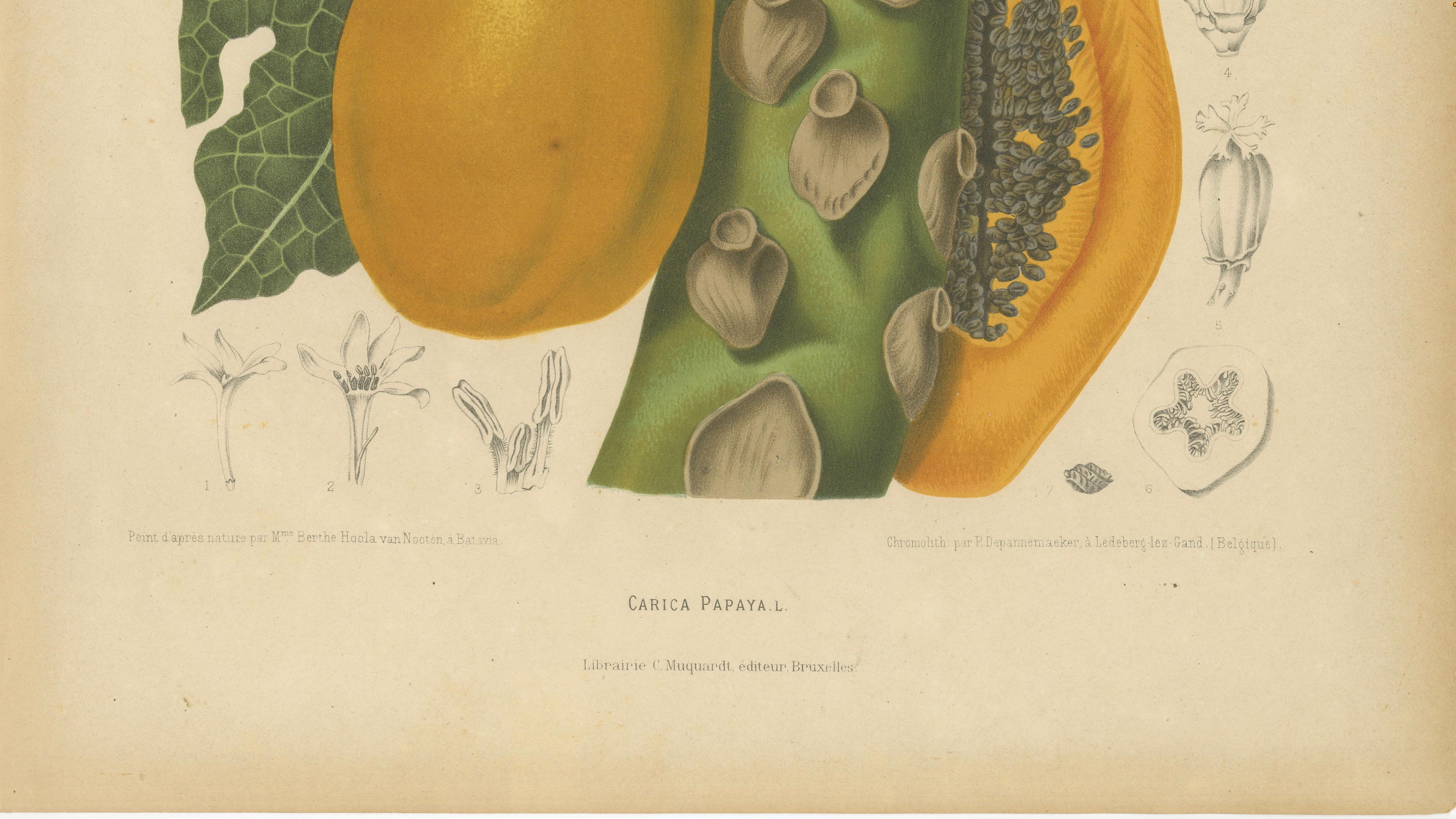 Antique Papaya Botanical Chromolithograph by Hoola van Nooten, c. 1880