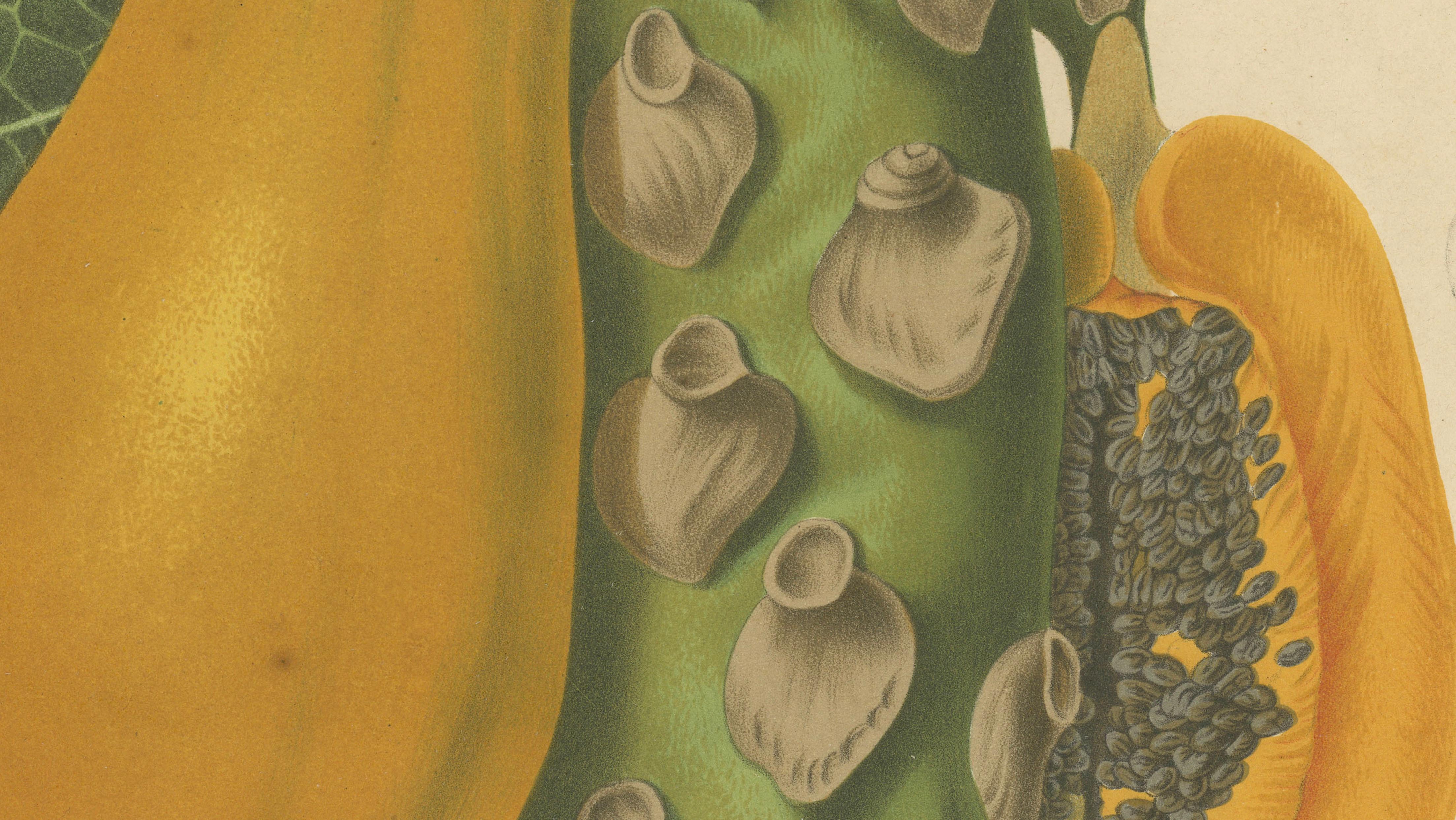 Antique Papaya Botanical Chromolithograph by Hoola van Nooten, c. 1880