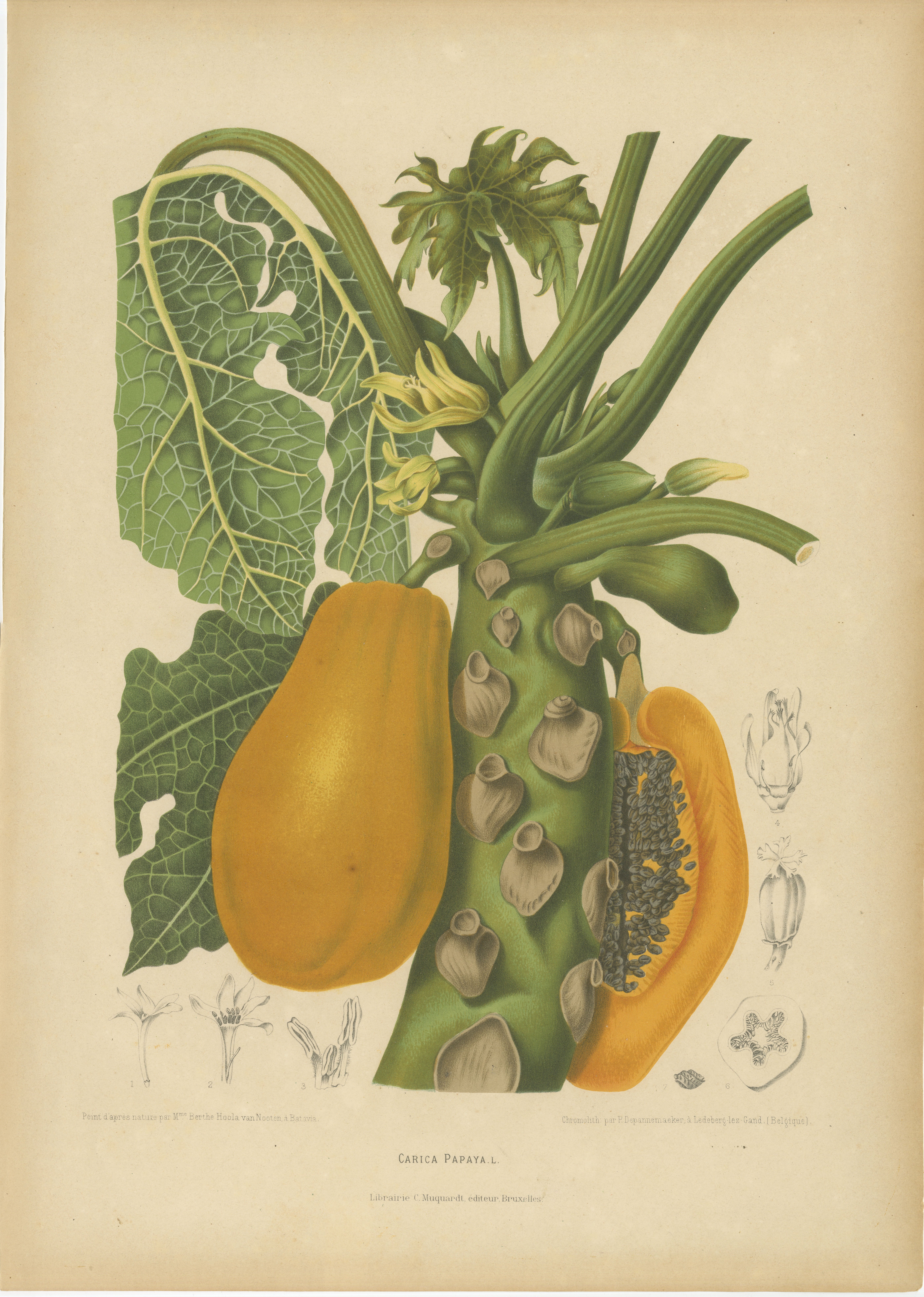 Chromolithographie botanique ancienne représentant une papaye, par Hoola van Nooten, vers 1880